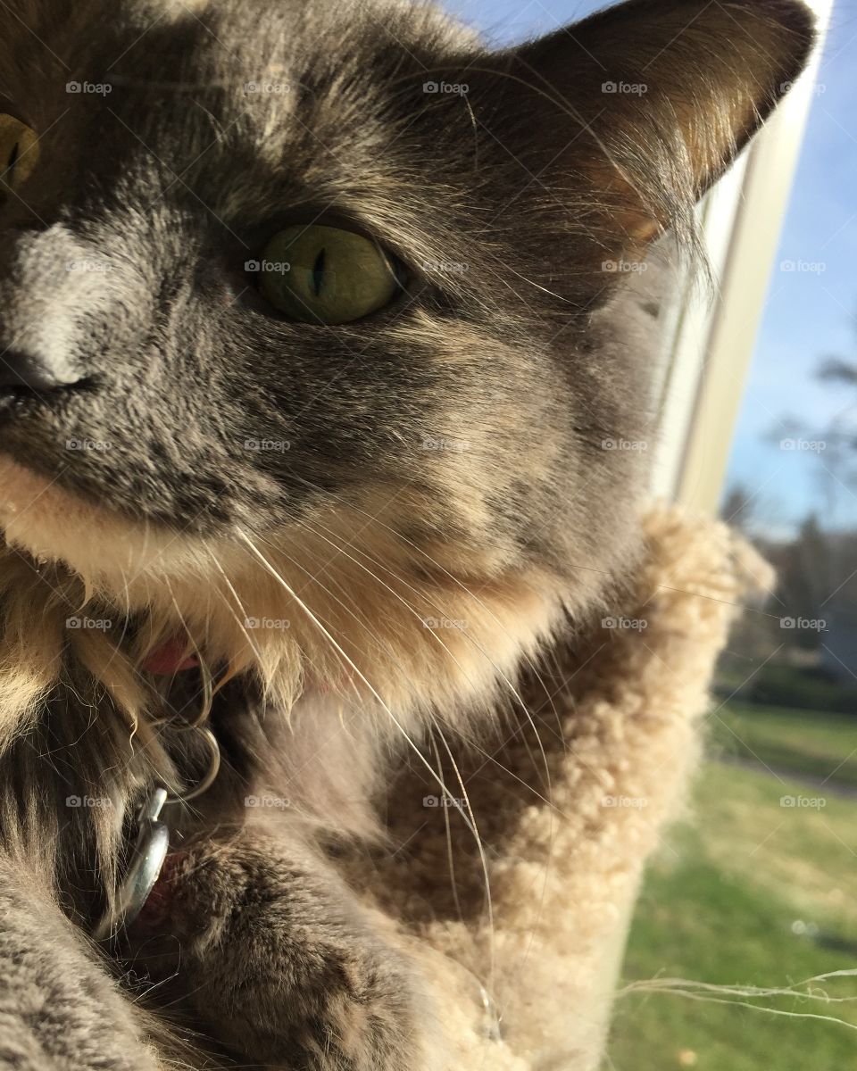 Here is a cute grey cat!