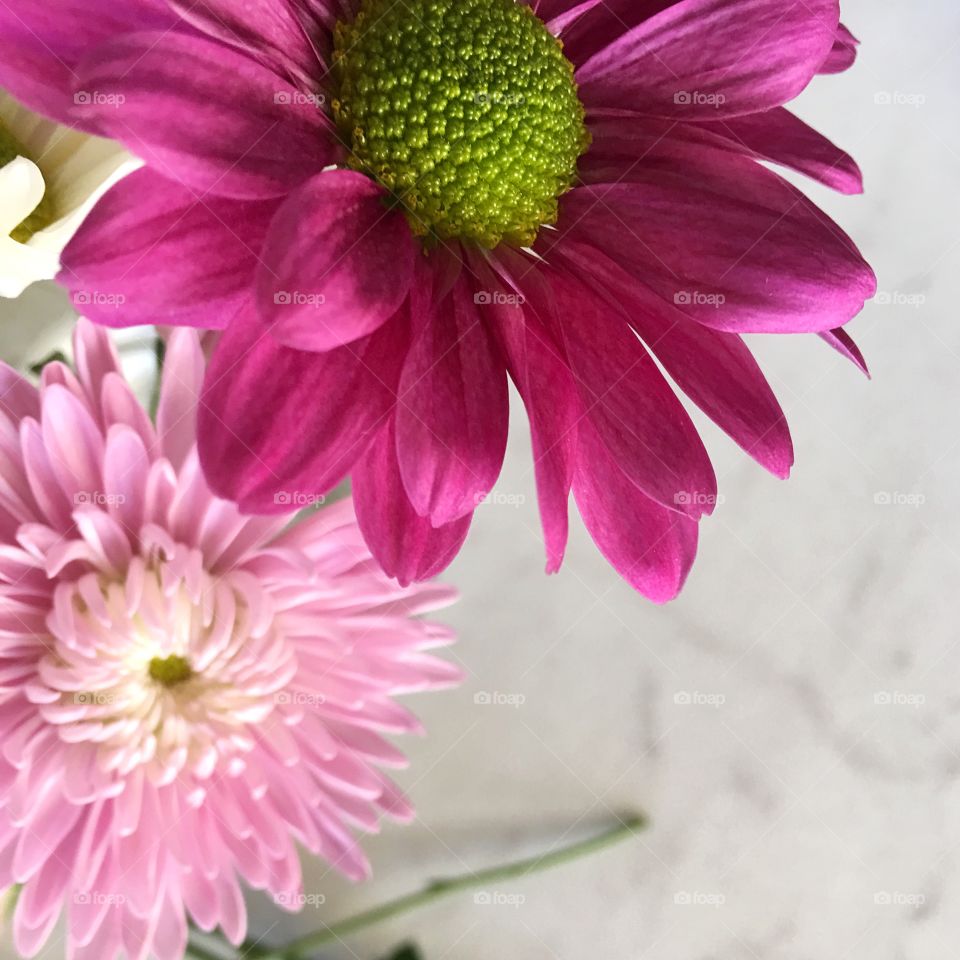 Bright pink spring flowers.