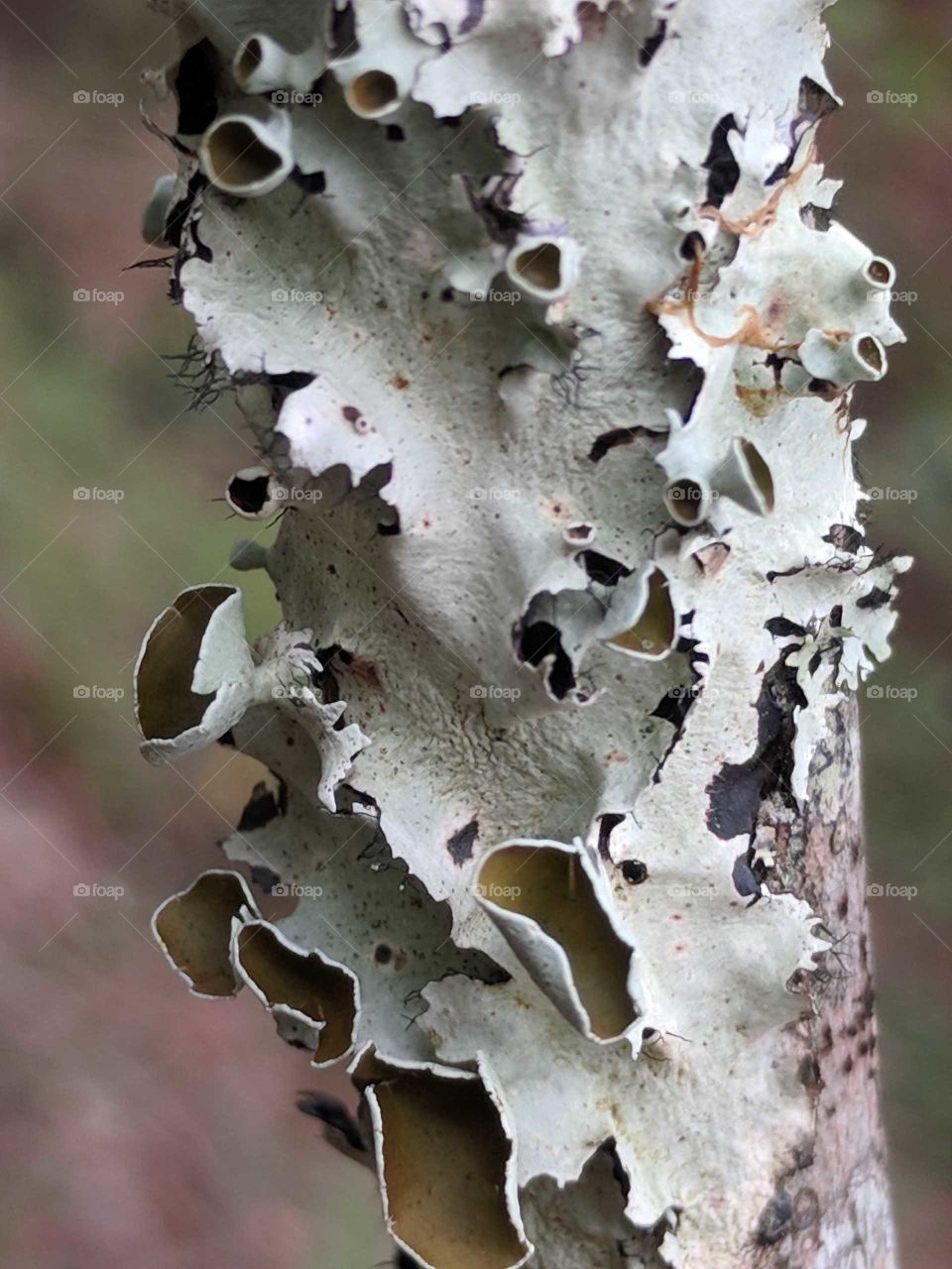 Fungus
