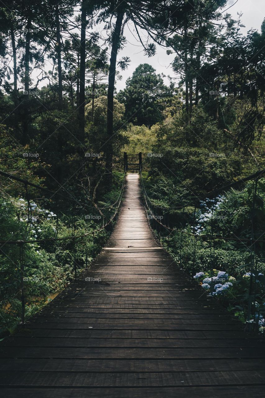 the silent road in the forest