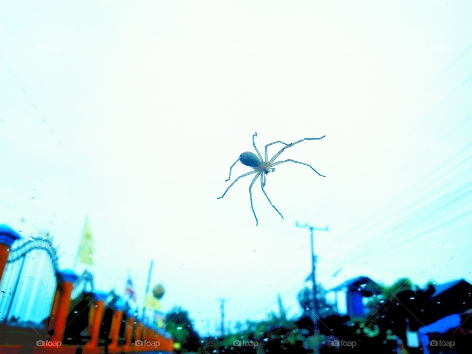 spider