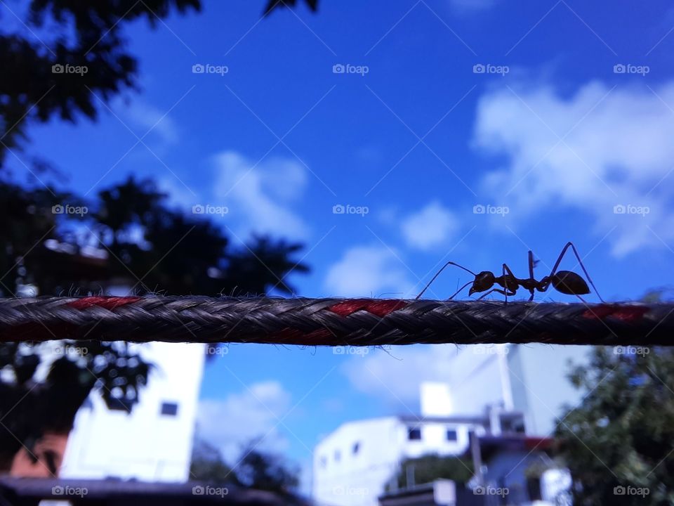 Ant on the rope
