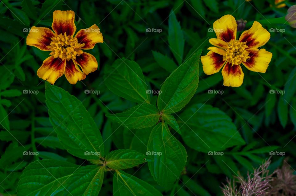 Two yellow flower on a green background of foliage