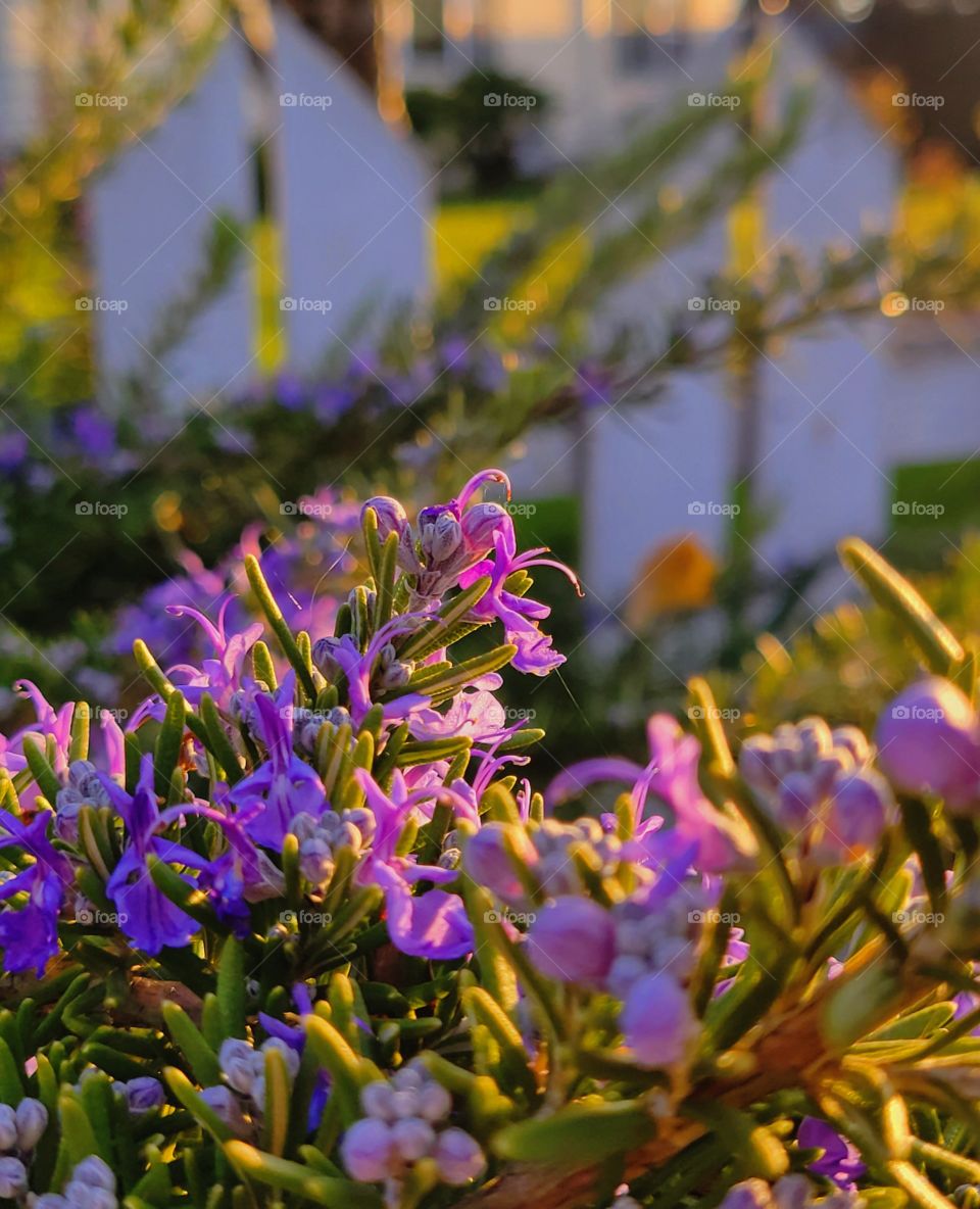 Spring Sunset in the garden