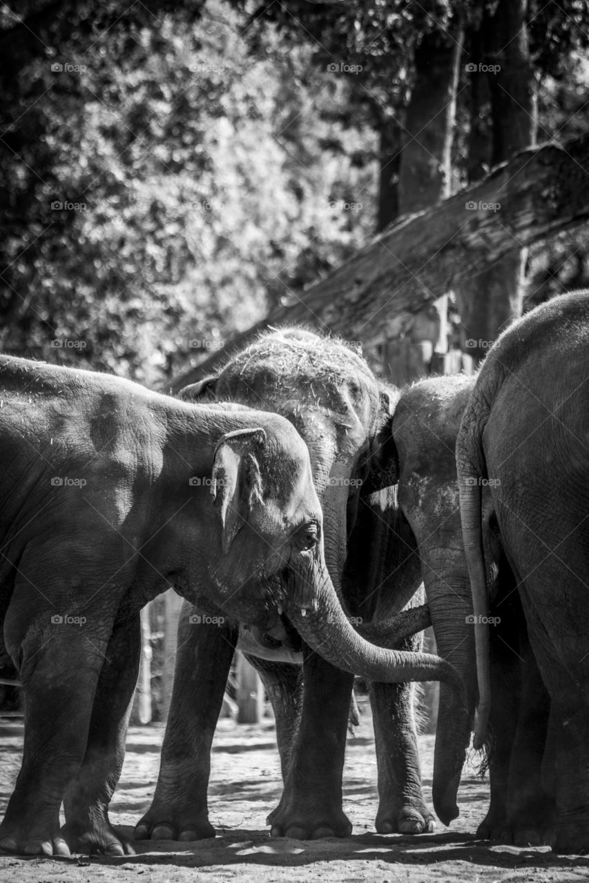 A black and white portrait of baby elephants interacting and playing with each other in a herd of elephants. the animals are blowing up some dust.