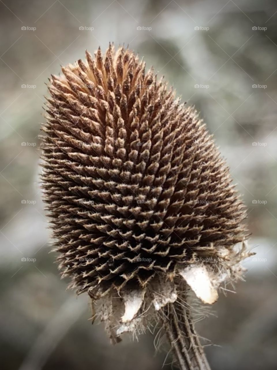 A beautiful flower? Thistle? I have no idea, but the hard freeze here in Texas still made it beautiful, and it’s the size of a thimble!!!