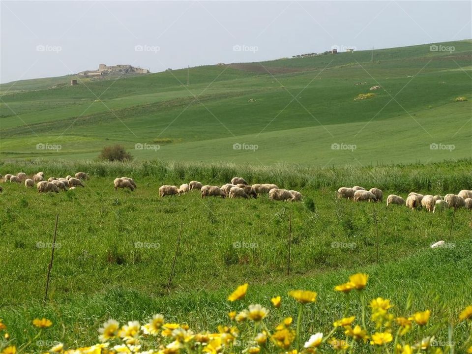 Grazing Sheep