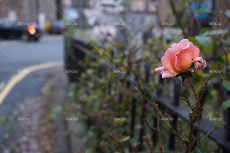 Portrait of an Autumn Rose 