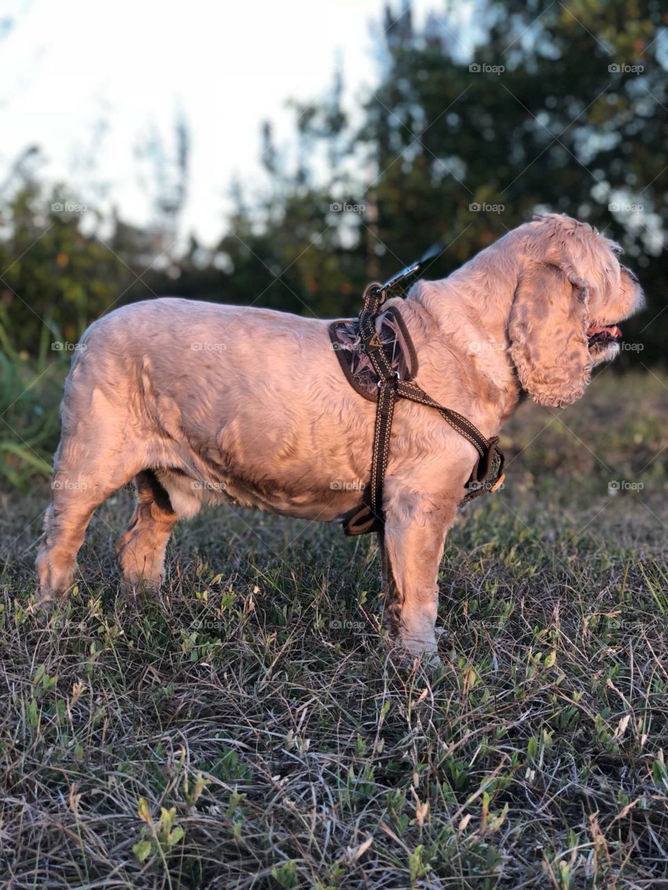 american cocker spaniel for a walk. photo at sunset.