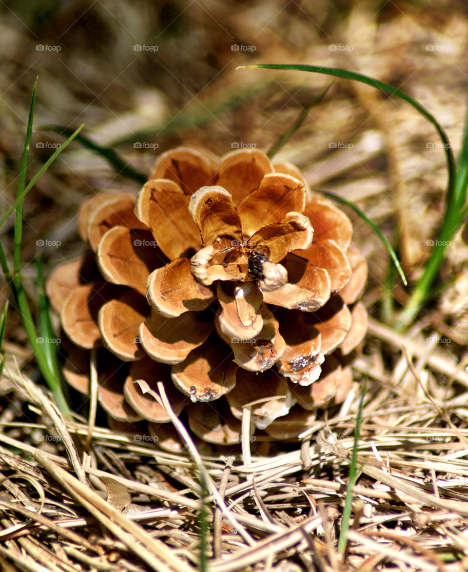 Close-up of a pine cone