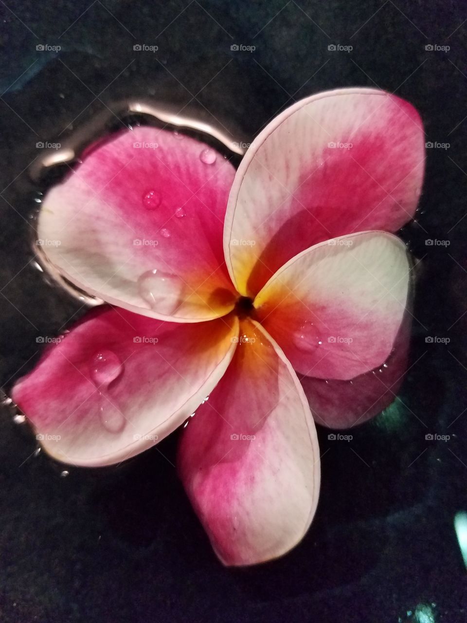 pink and white wet lei flower