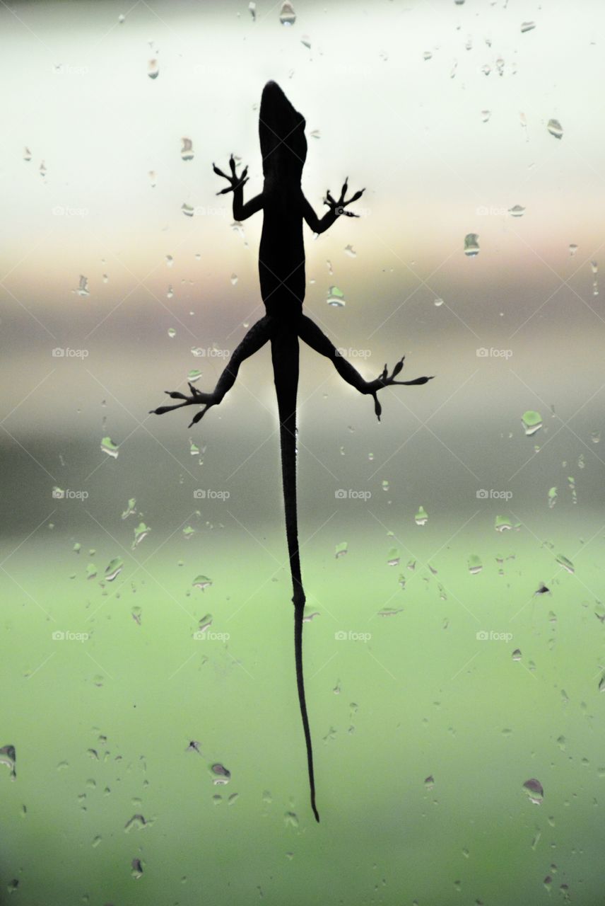 Anole on window