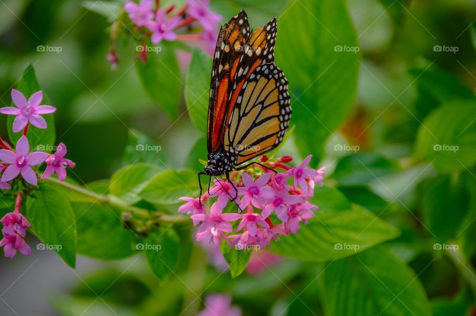 Monarch butterfly 