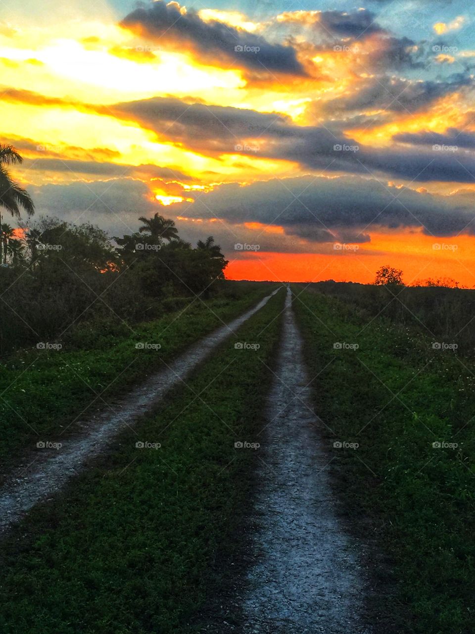 Everglades Florida 
