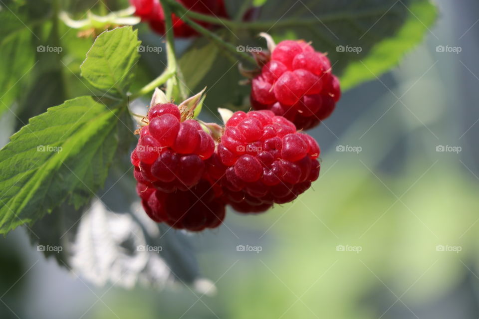 Berries 