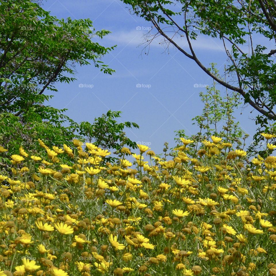 Summer field of yellow flowers against a blue sky, and green trees, photo taken in Israel 