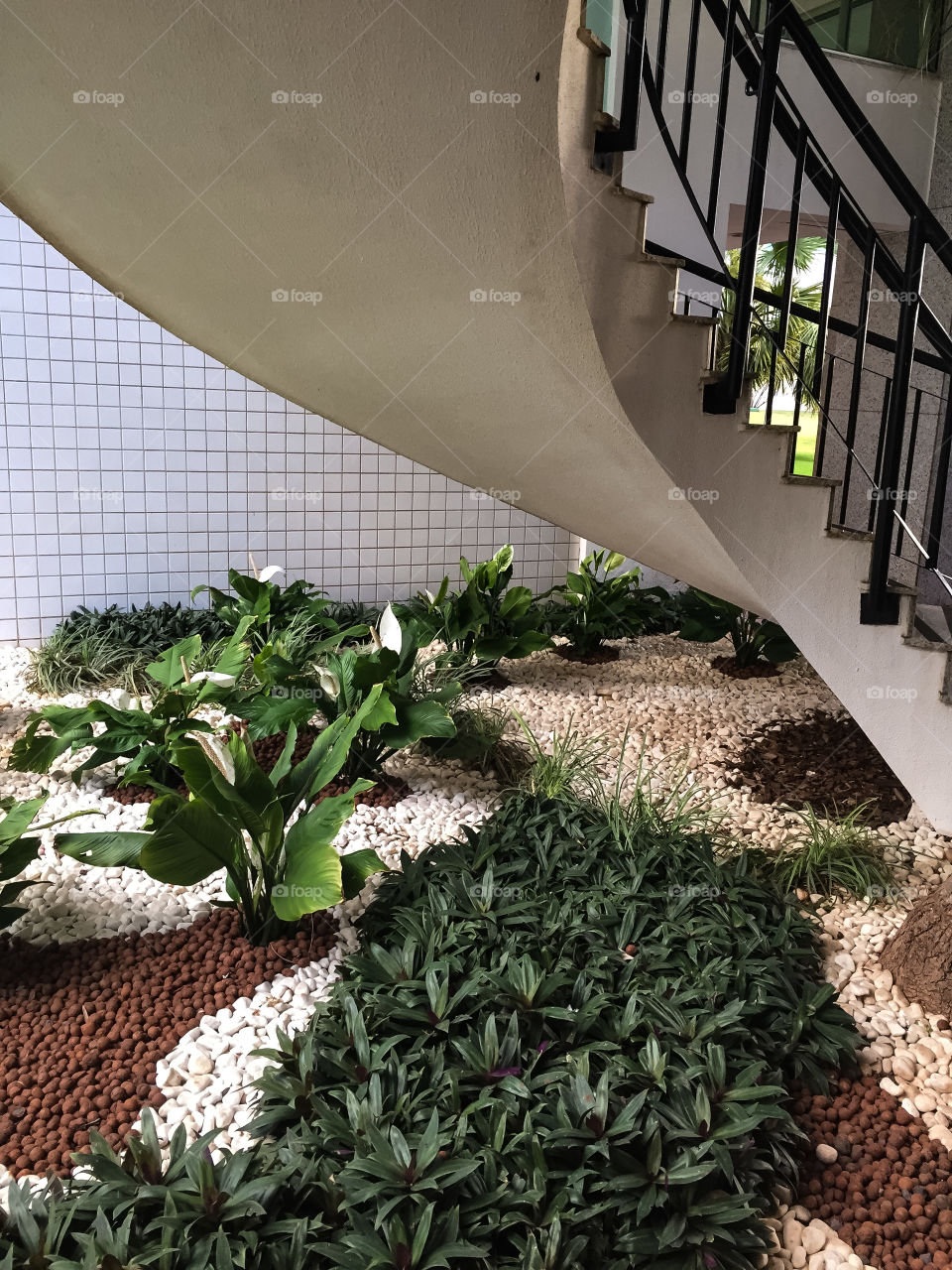 Garden with Lily of the Peace (Spathiphyllum Wallissii) under a staircase.