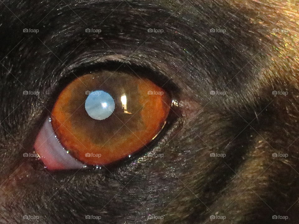 Through the dogs eye