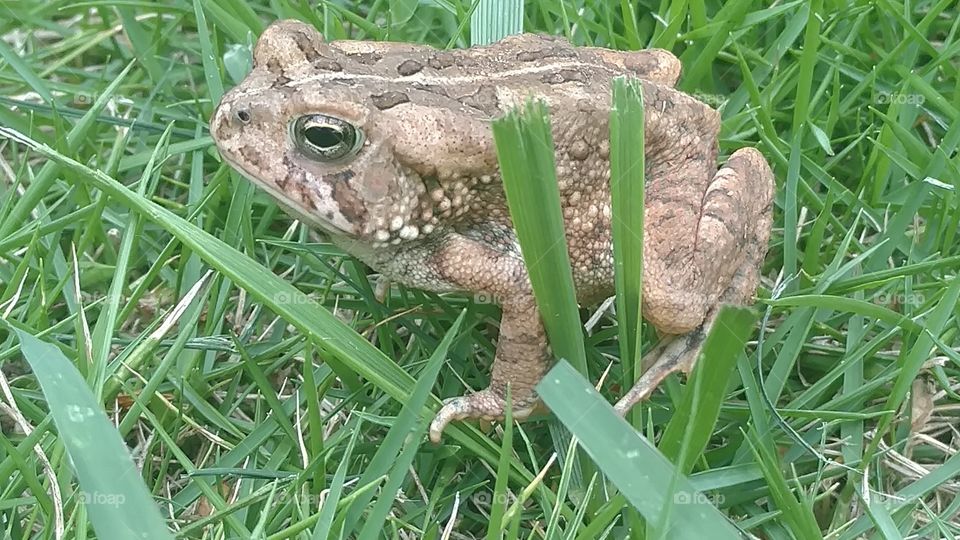 Nature, Grass, Animal, Wildlife, Frog