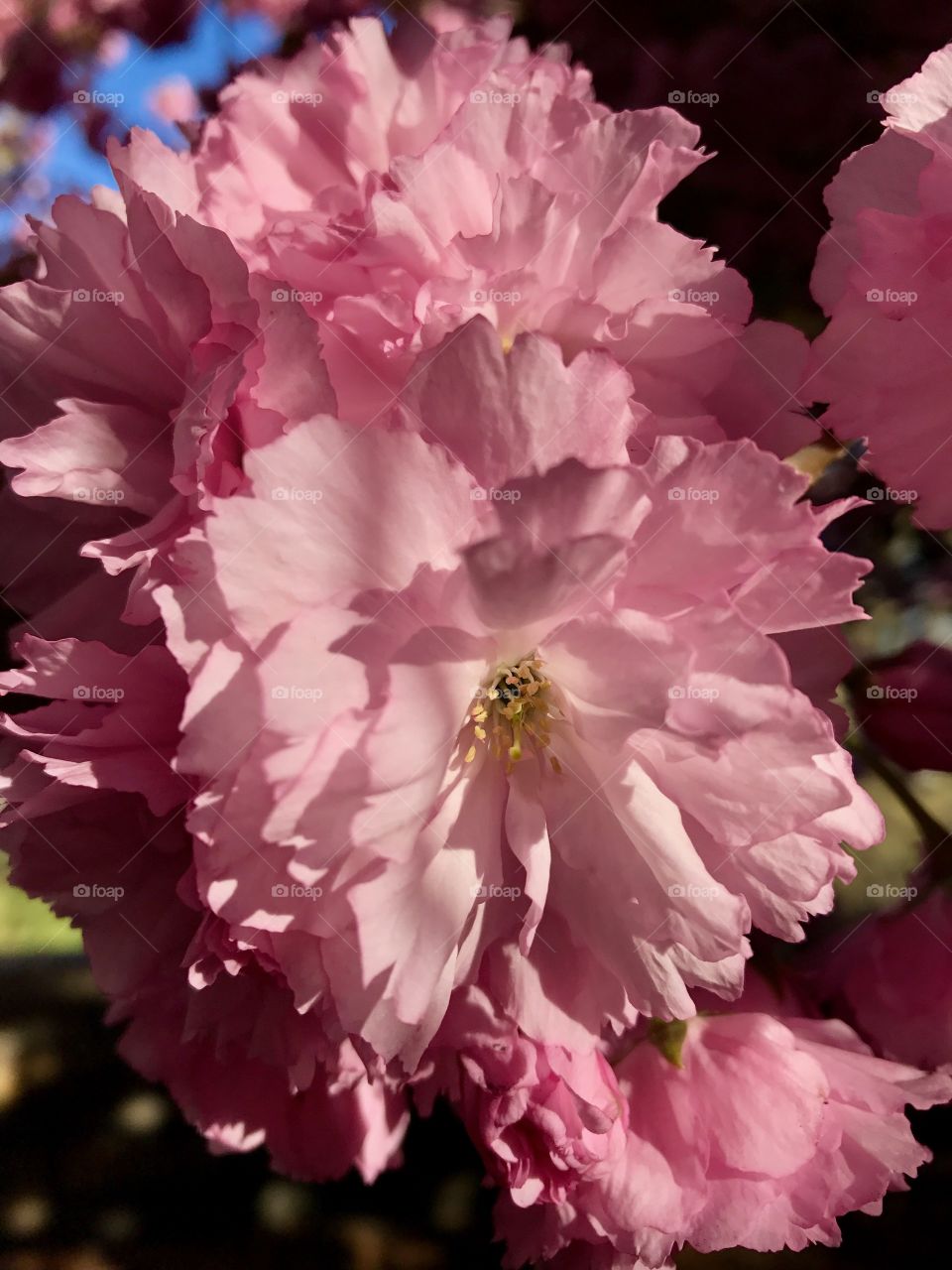 Cherry Blossom, Riverside Park