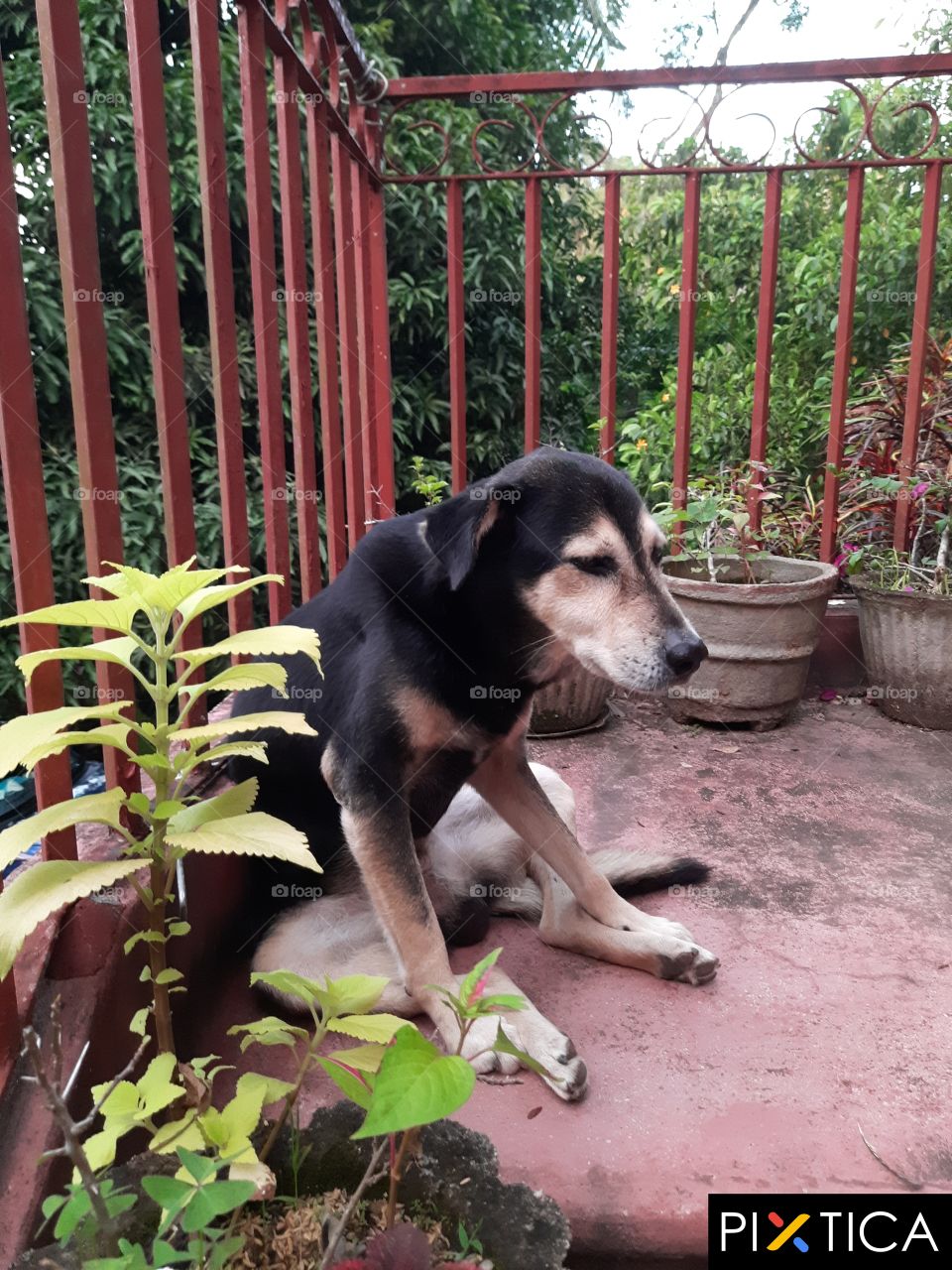 black dog is sitting