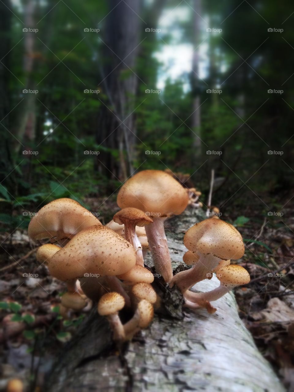 Closeup fungus on a tree
