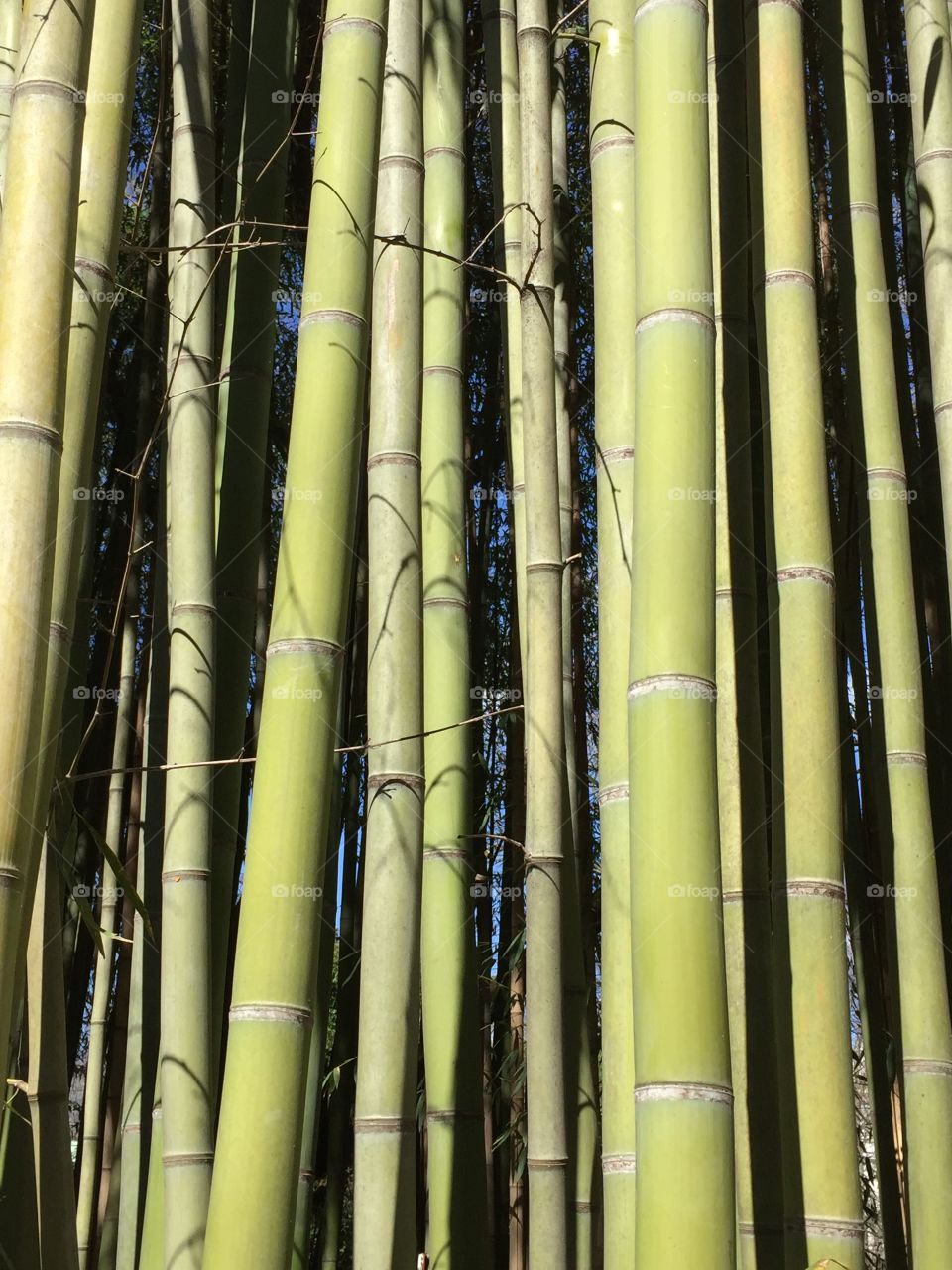 Bamboo 