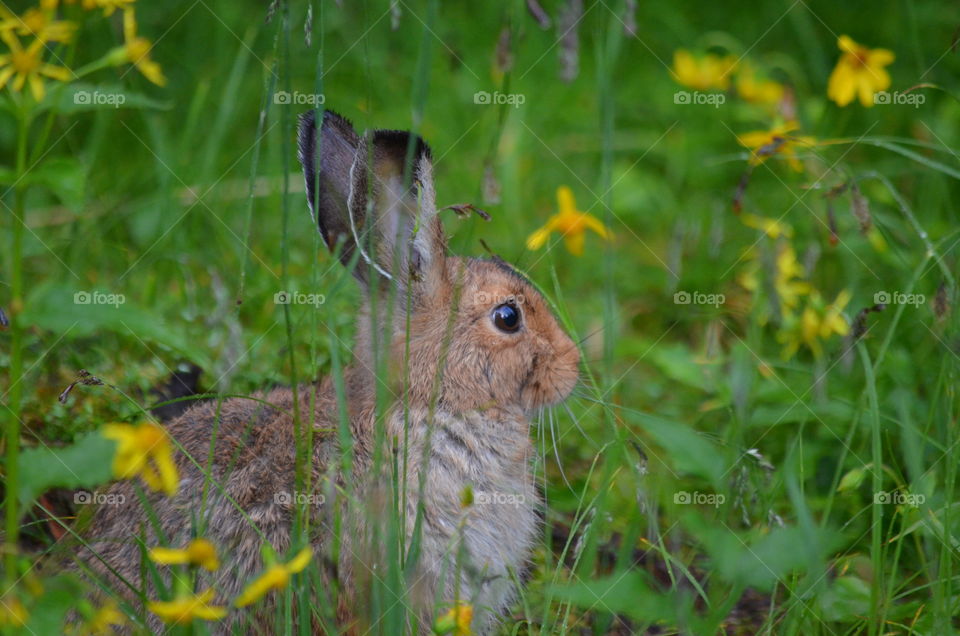 rabbit in Mount Assinboine