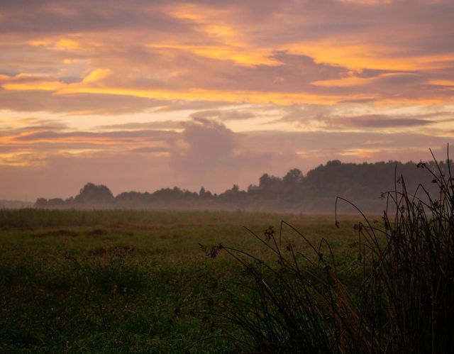 Wetland sunset