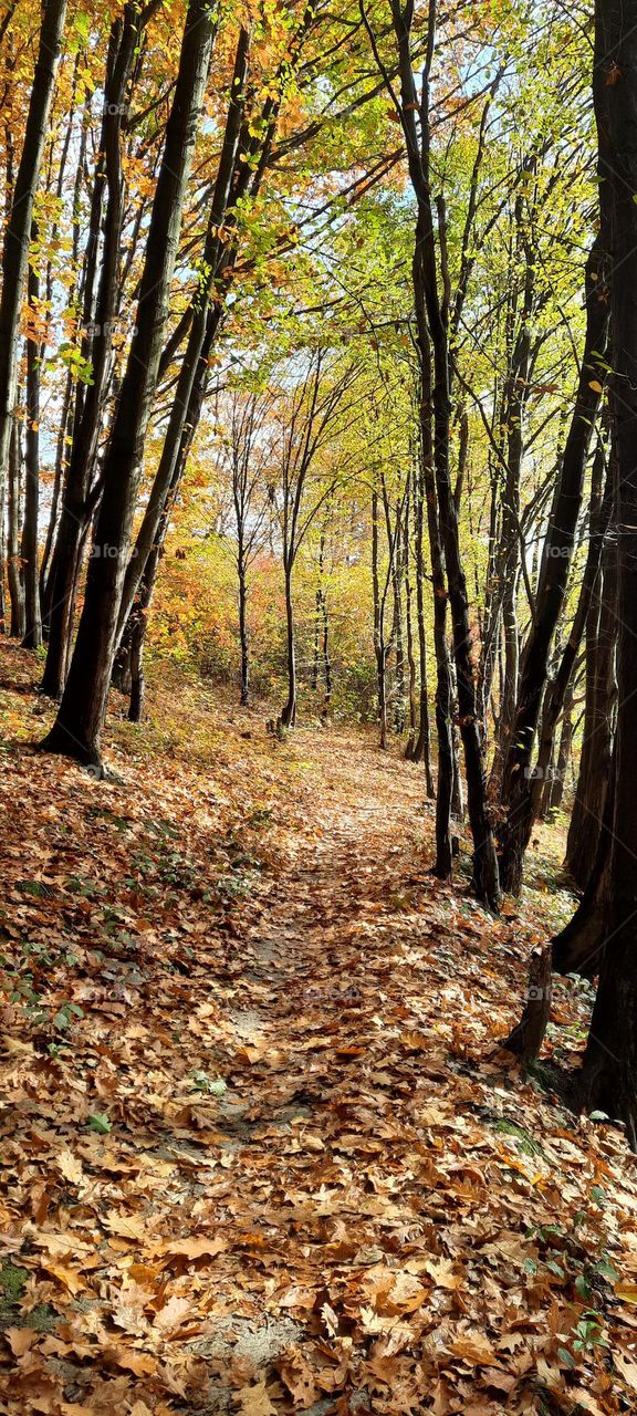 Path through the forest