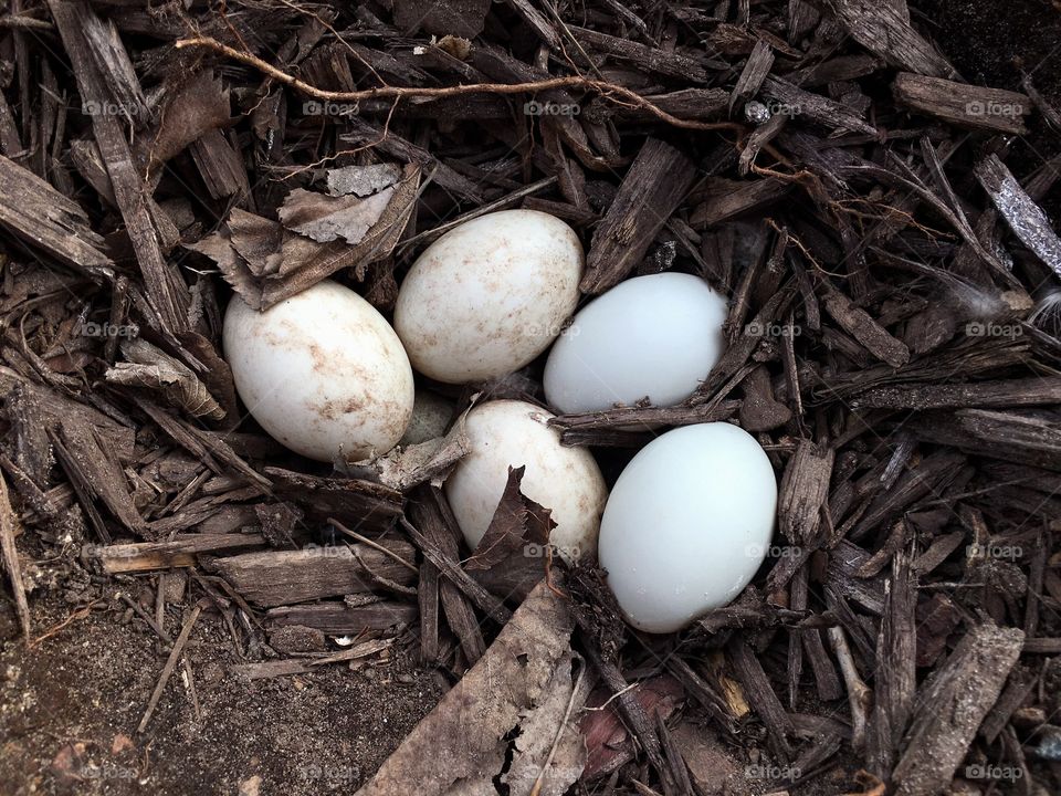 Duck eggs