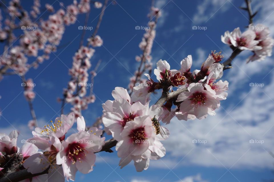 Tree#flowers#sky#clouds