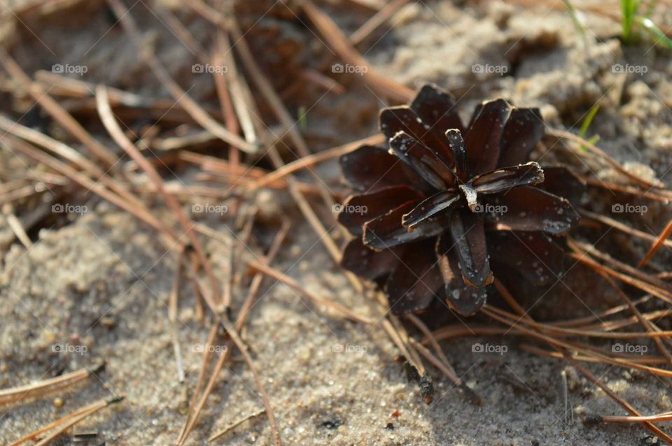 Cone on the beach