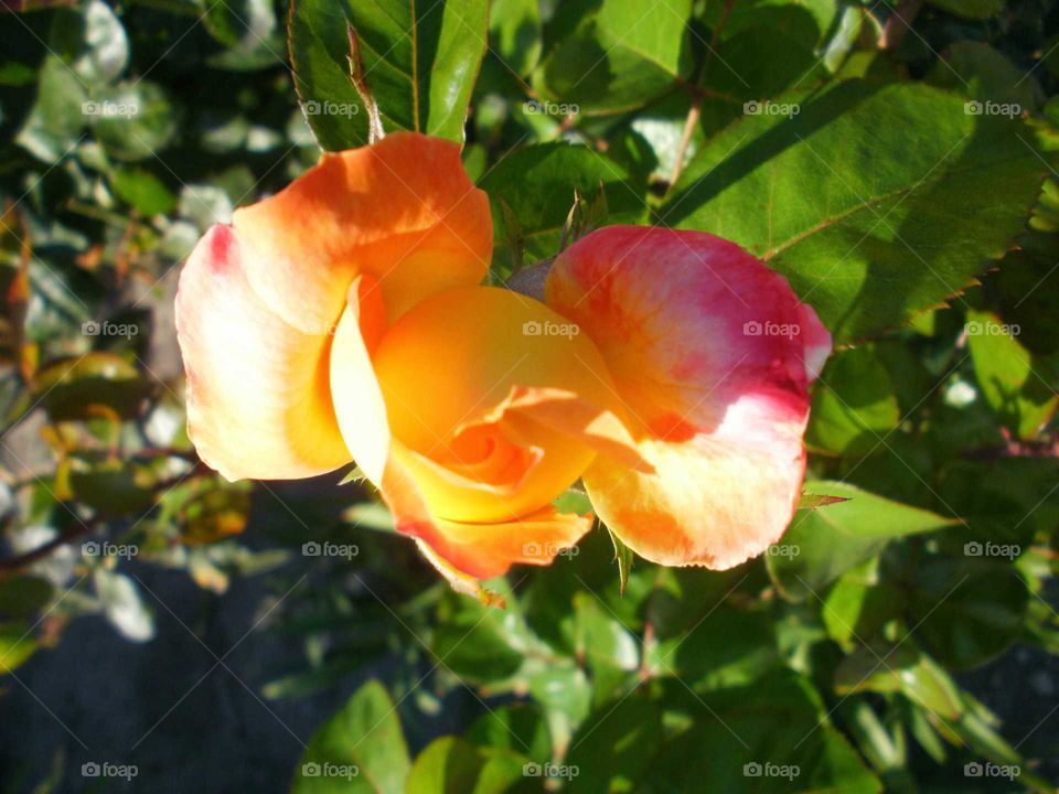 Orange Roses