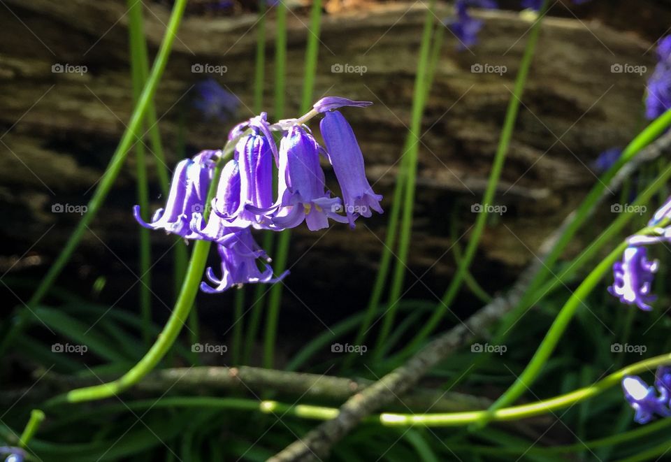 Bluebells close up