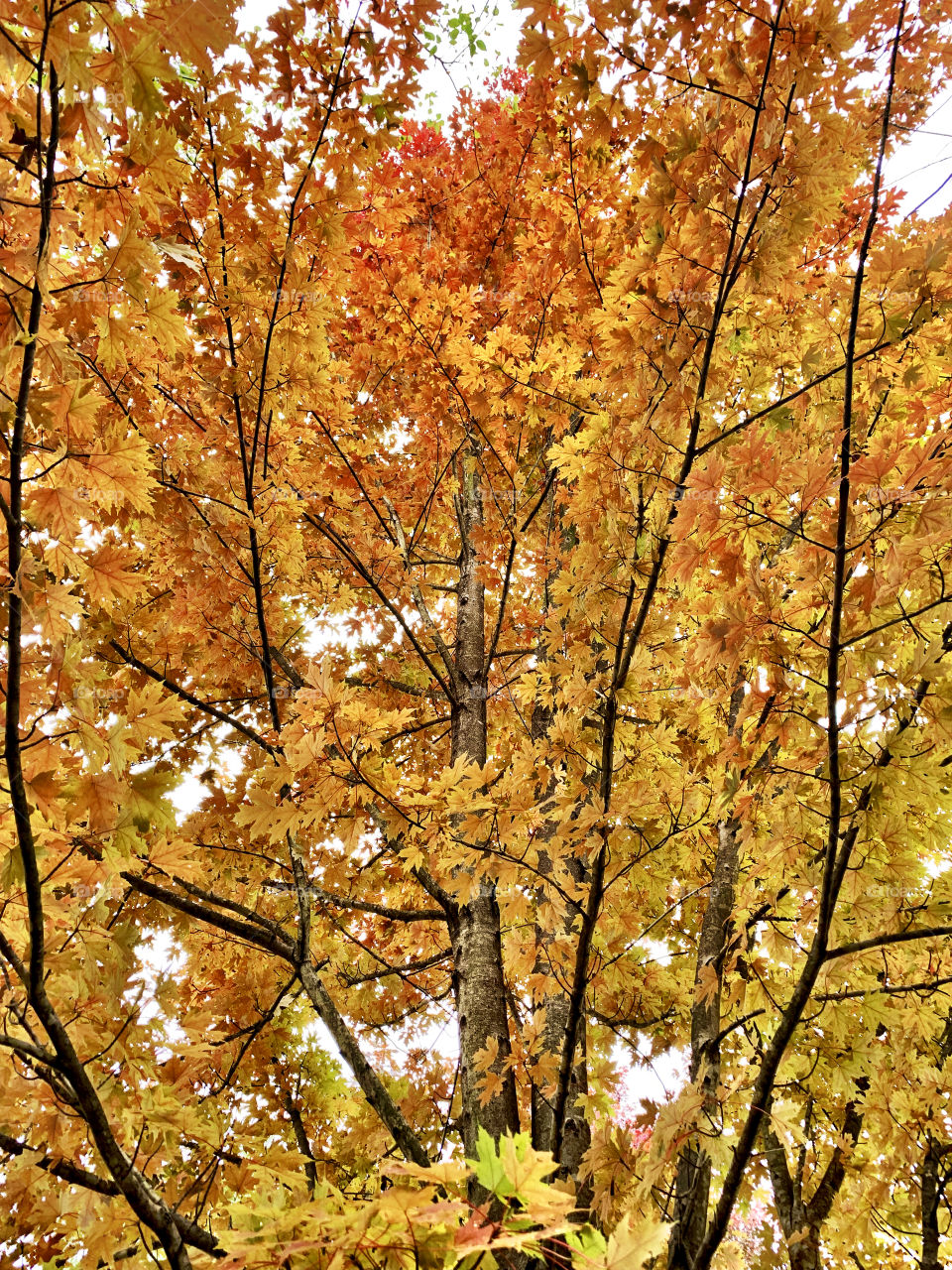 A fall tree in Indiana 