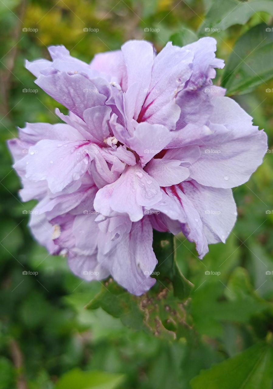 Flor color lila. Plantas con flores color lilas.