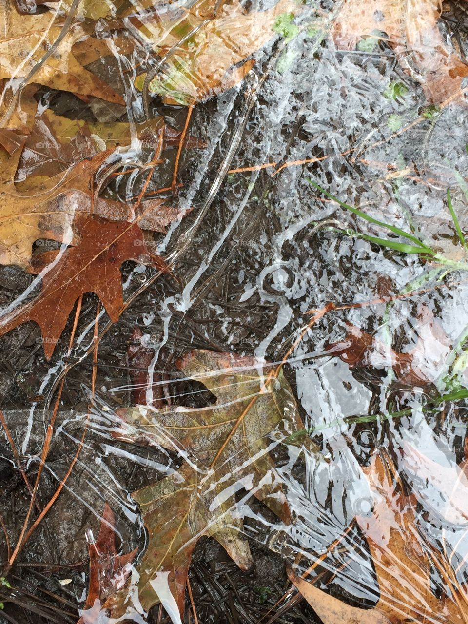 Iced Leaves
