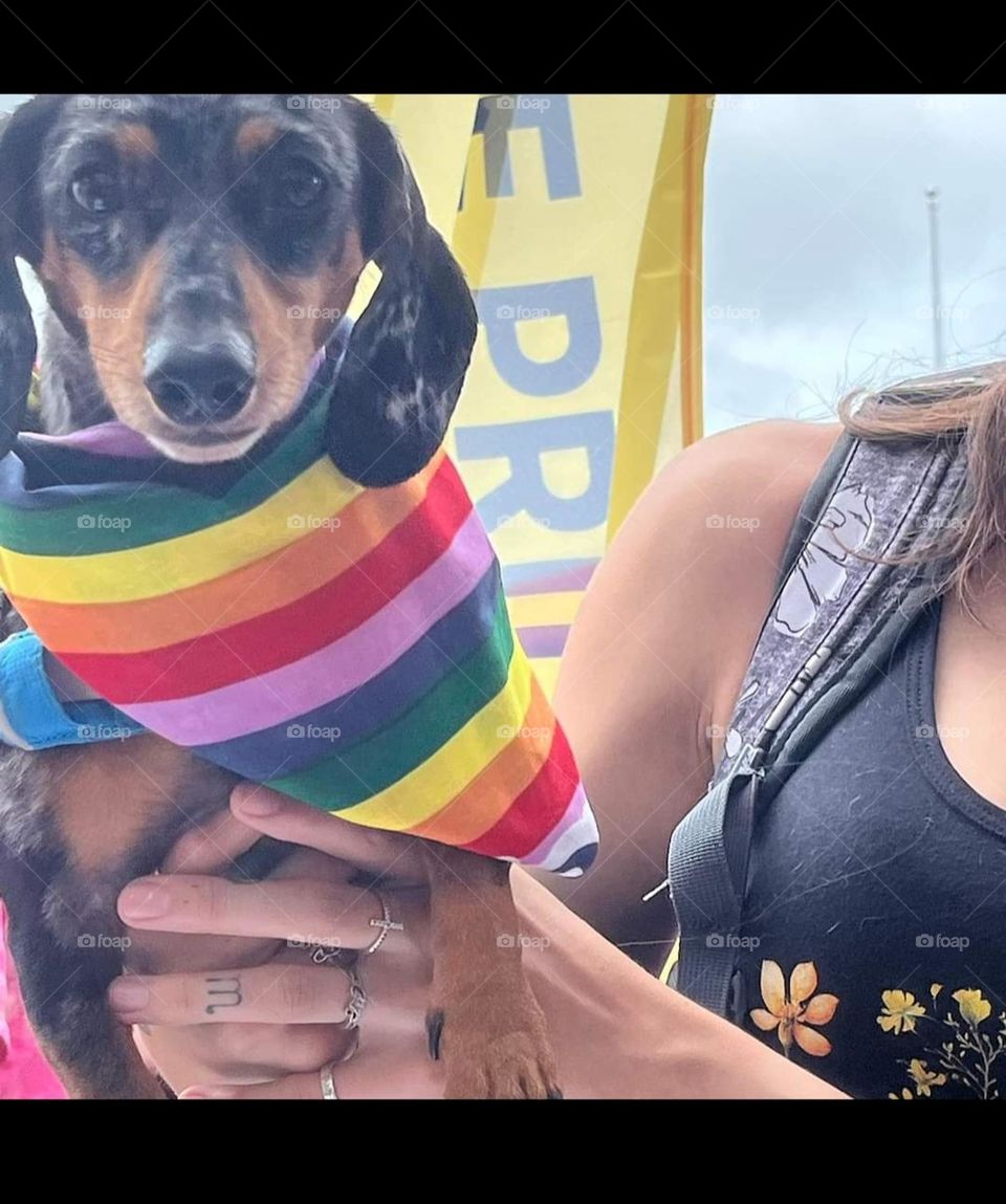 Pride Puppy 1