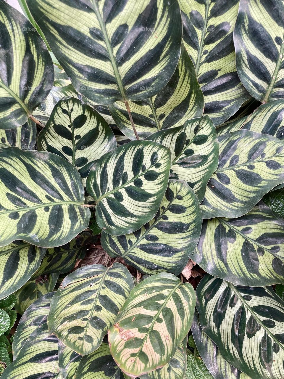 Plants, nature, leaves, patterns, green vs white