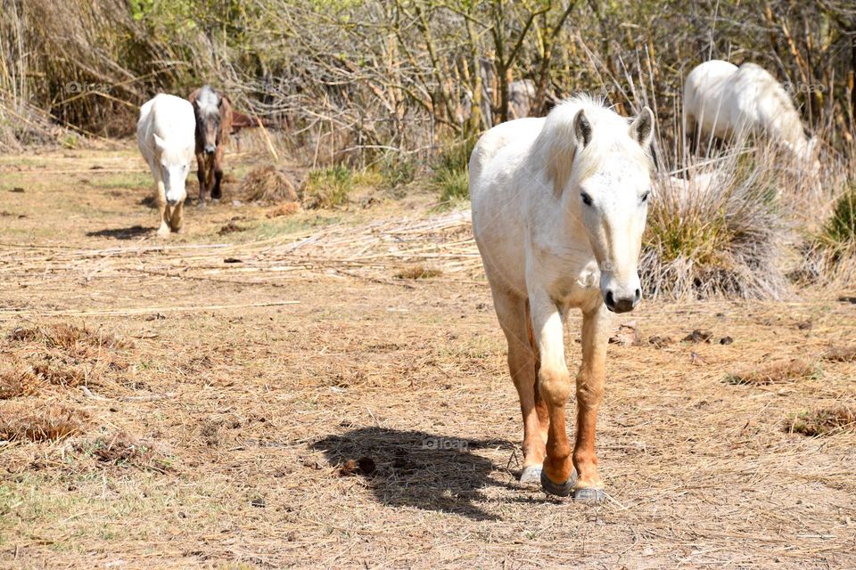 Beautiful horses