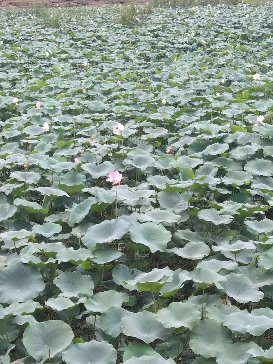 lotus plant