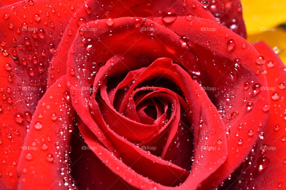 For this shot, I aimed my lens straight into the eye of a beautiful velvety red rose sparkling with tiny dew droplets.