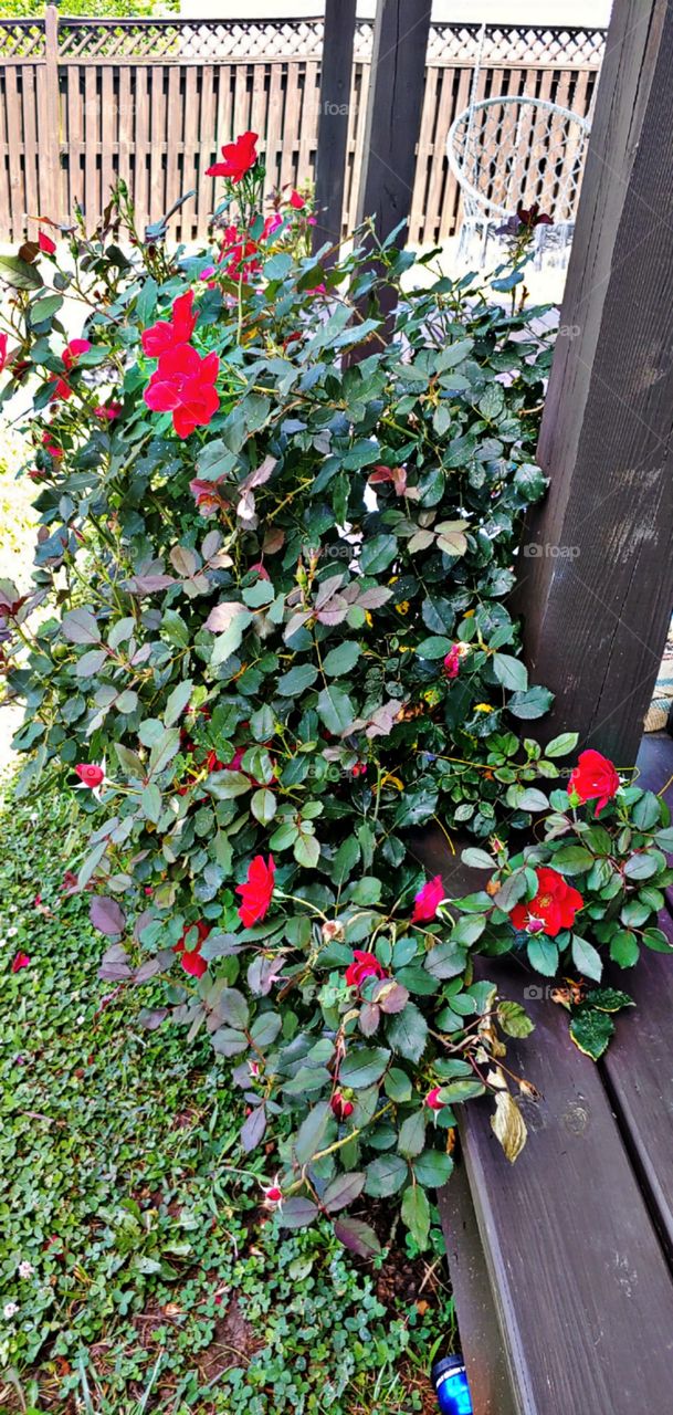 Rose bush full bloom outside leaf shrub red bright no person