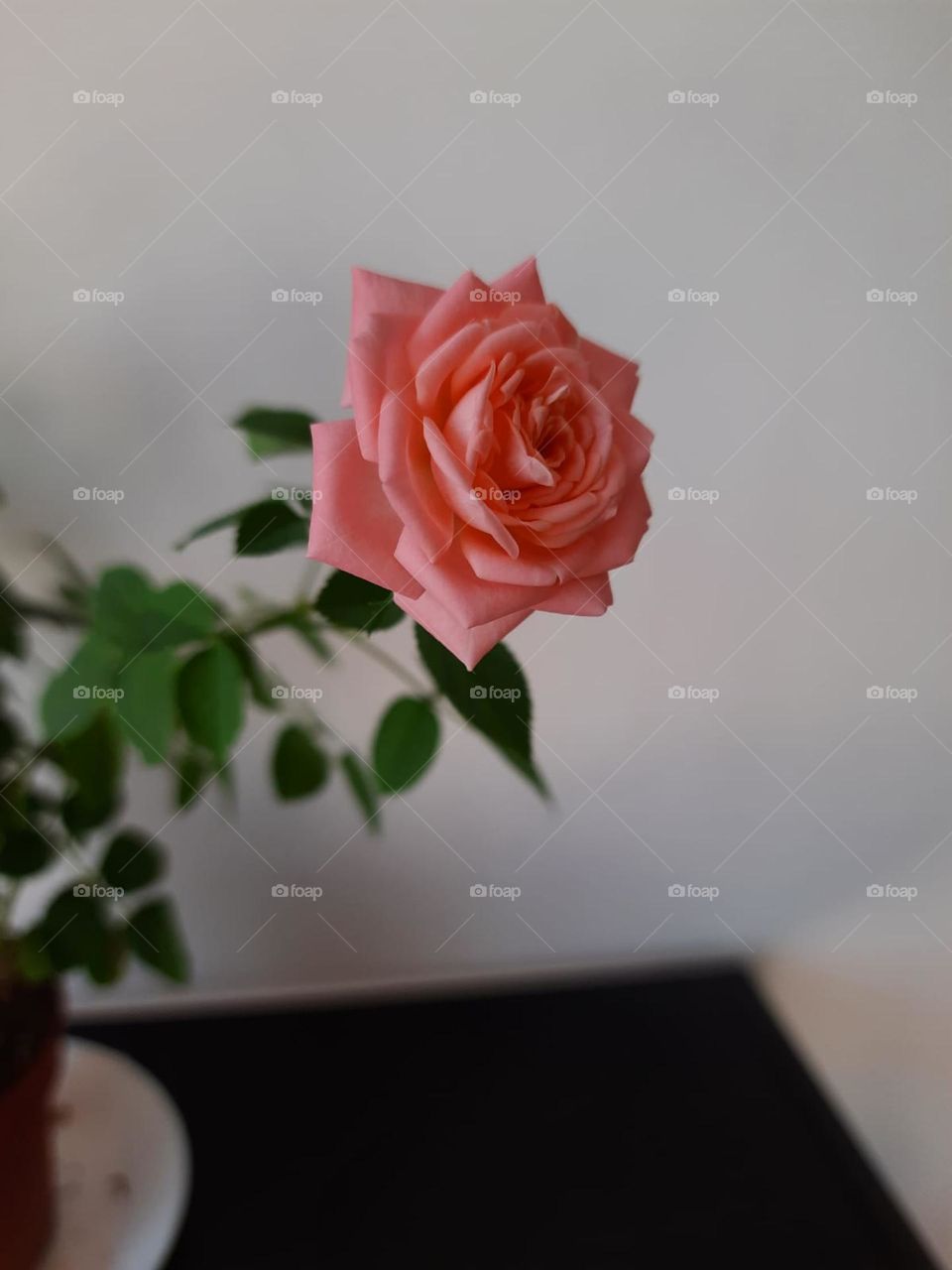 pink rose