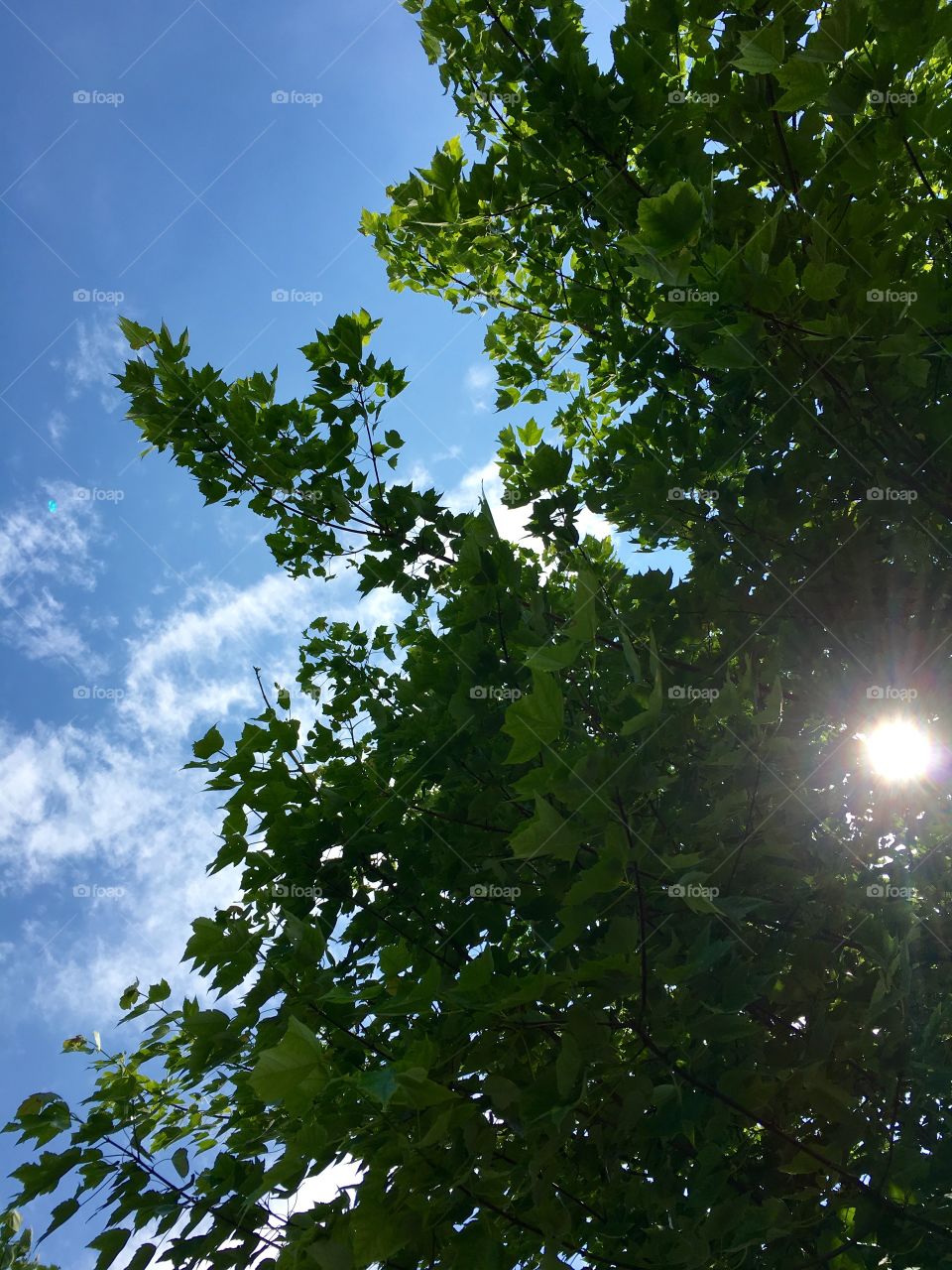 Sun in the tree