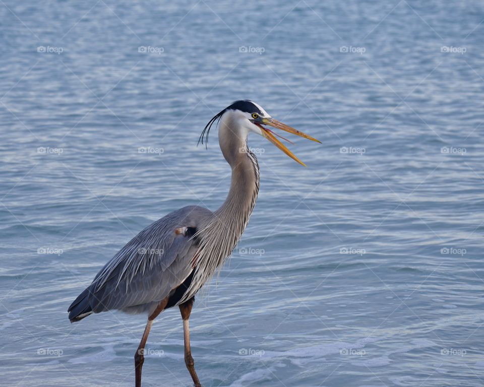 Beach bird