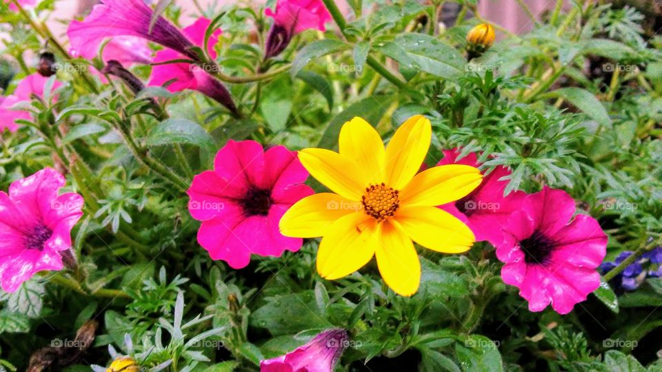 Flower, Nature, Flora, Garden, Leaf