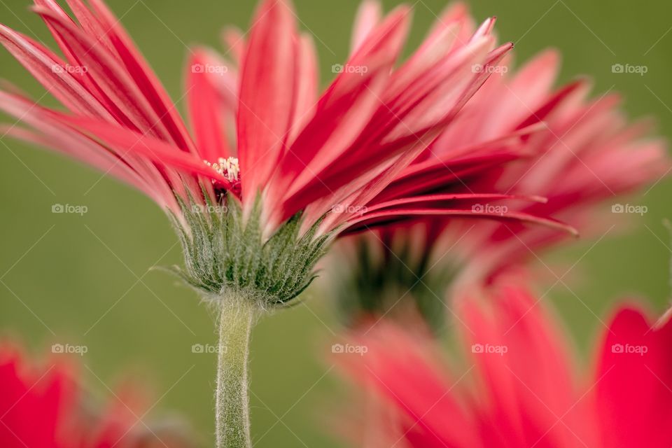 Gerberas 