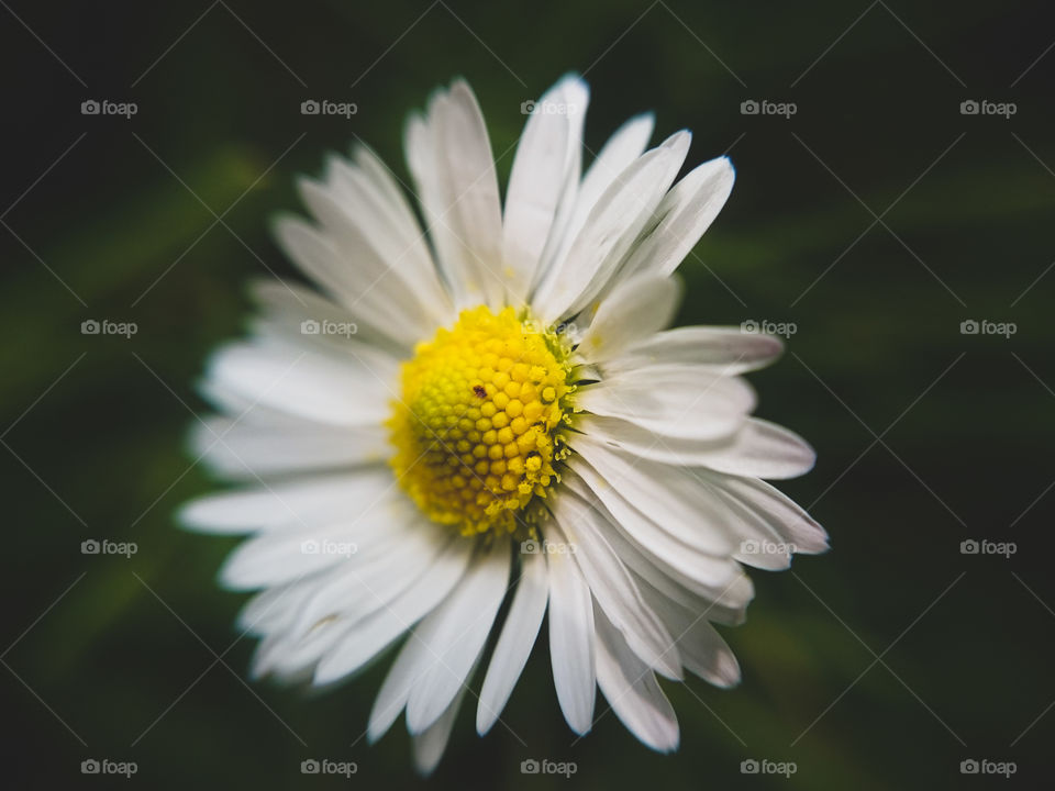 Close-up of white flower